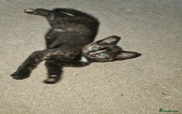 Mixed Breed cats for sale: 6 month old kitten is looking for a new home, - Advert 1