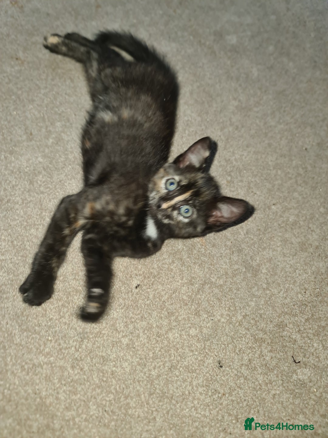 Mixed Breed cats for sale: 6 month old kitten is looking for a new home, - Advert 1