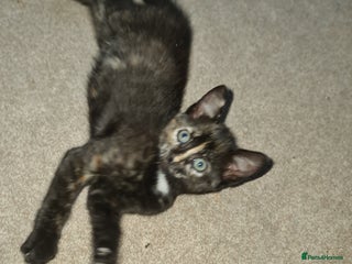 Mixed Breed cats 6 month old kitten is looking for a new home, - Advert 1