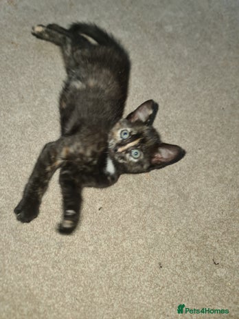 Mixed Breed cats 6 month old kitten is looking for a new home, - Advert 2