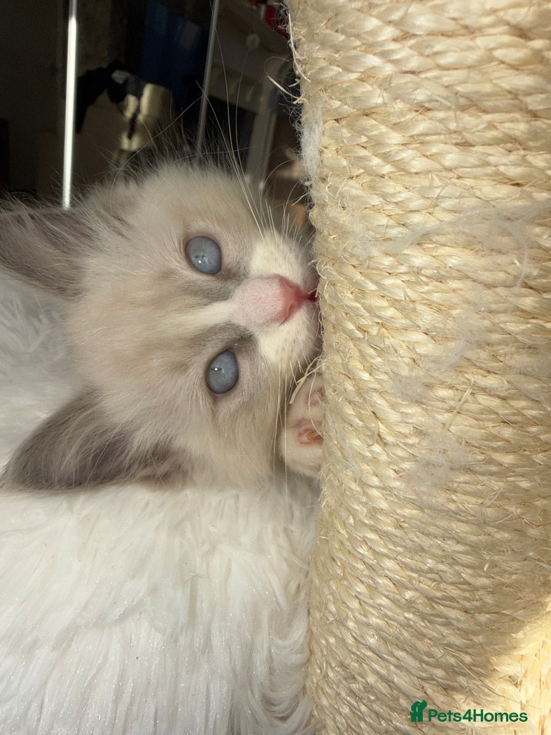 Ragdoll cats for sale: pure ragdoll - Advert 13