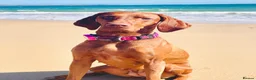 Hungarian Vizsla dogs for sale: Beautiful KC reg Vizsla pups - champion bloodline - Advert 10