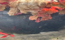 Maltipoo dogs for sale: F1 maltipoo - Image 15
