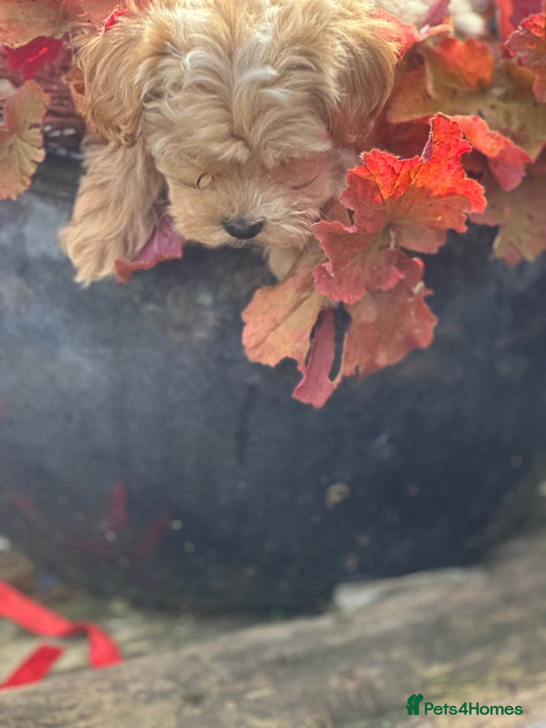 Maltipoo dogs for sale: F1 maltipoo - Image 15