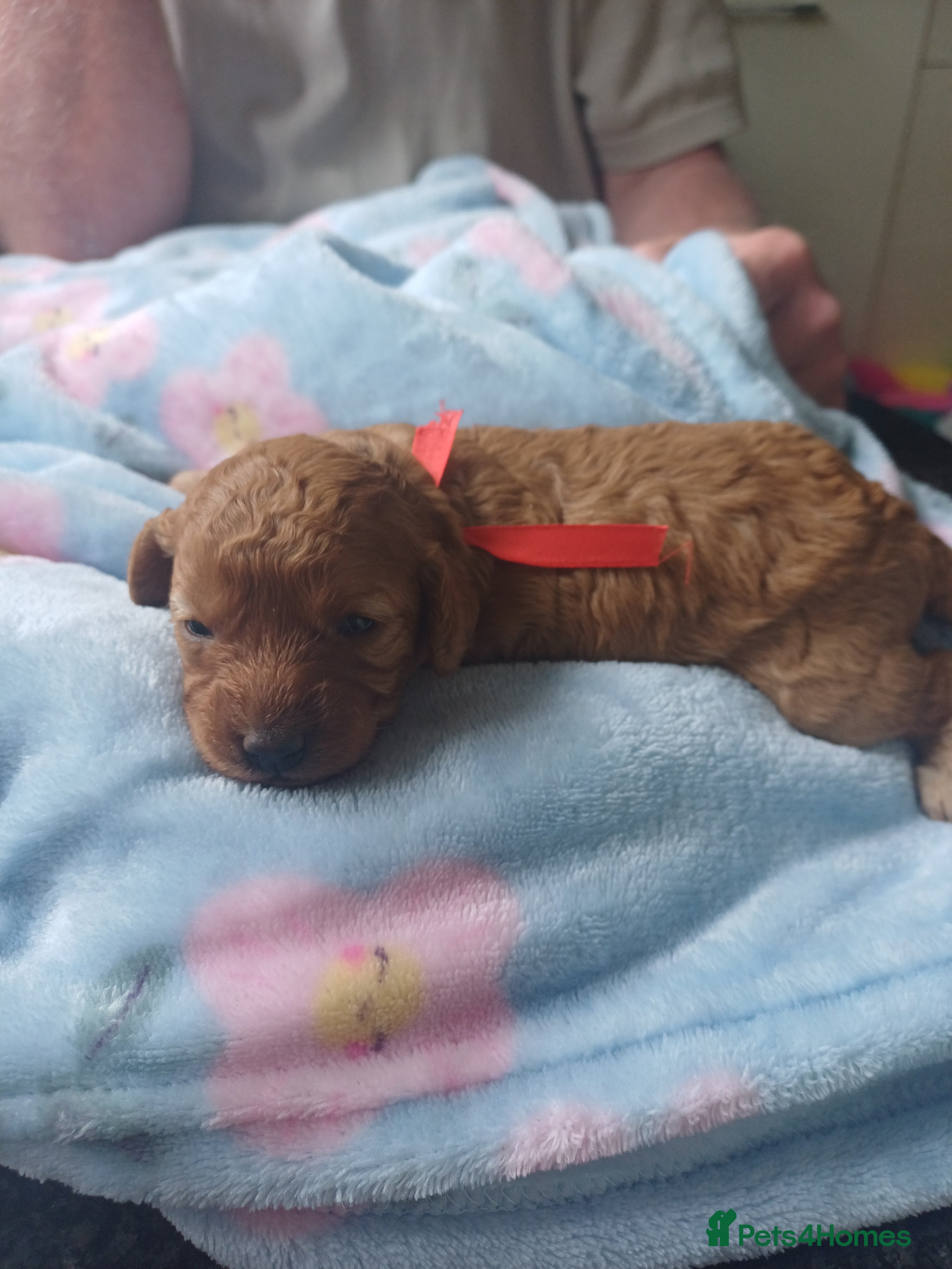 Cavapoo dogs APRICOT FIB CAVAPOO BORN- 26/6/26 - Advert 2