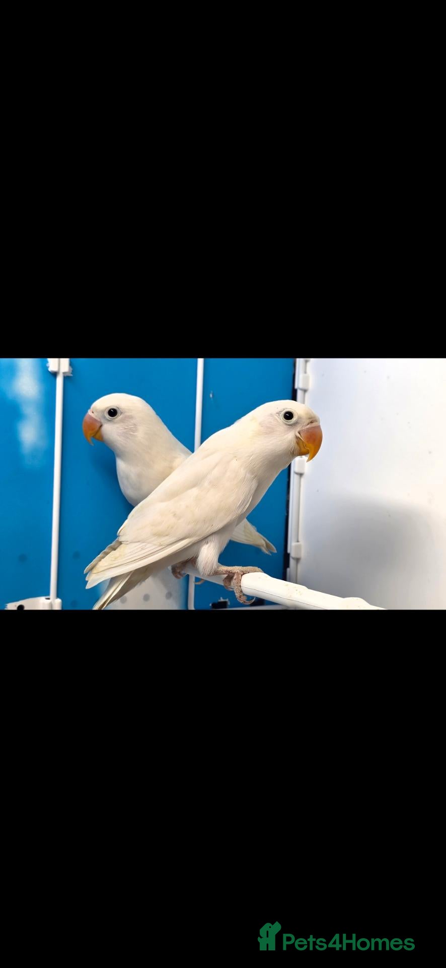 Lovebirds birds BLUEDEC PAIR WITH DNA - Advert 1