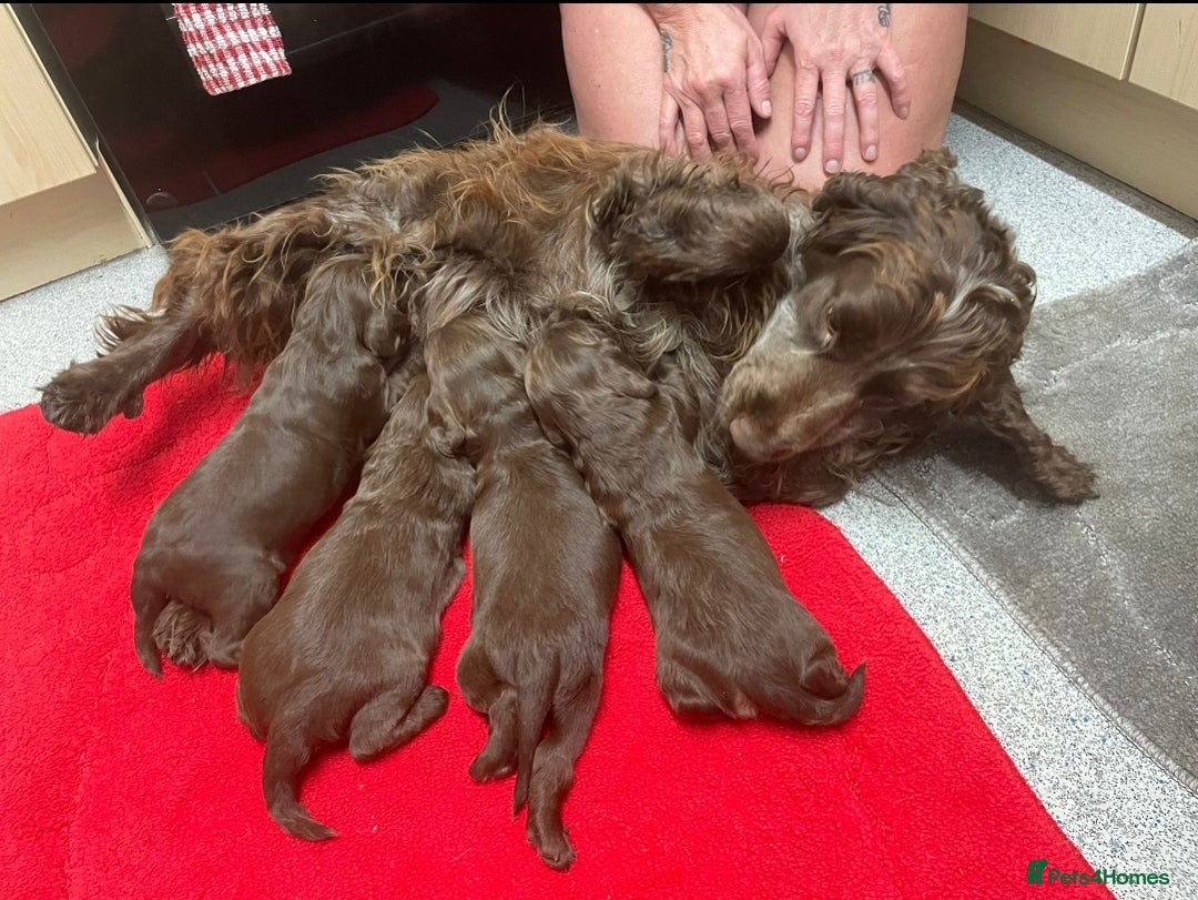 Cockapoo dogs for sale: Beautiful litter of 2 boys 2 girls - Advert 7