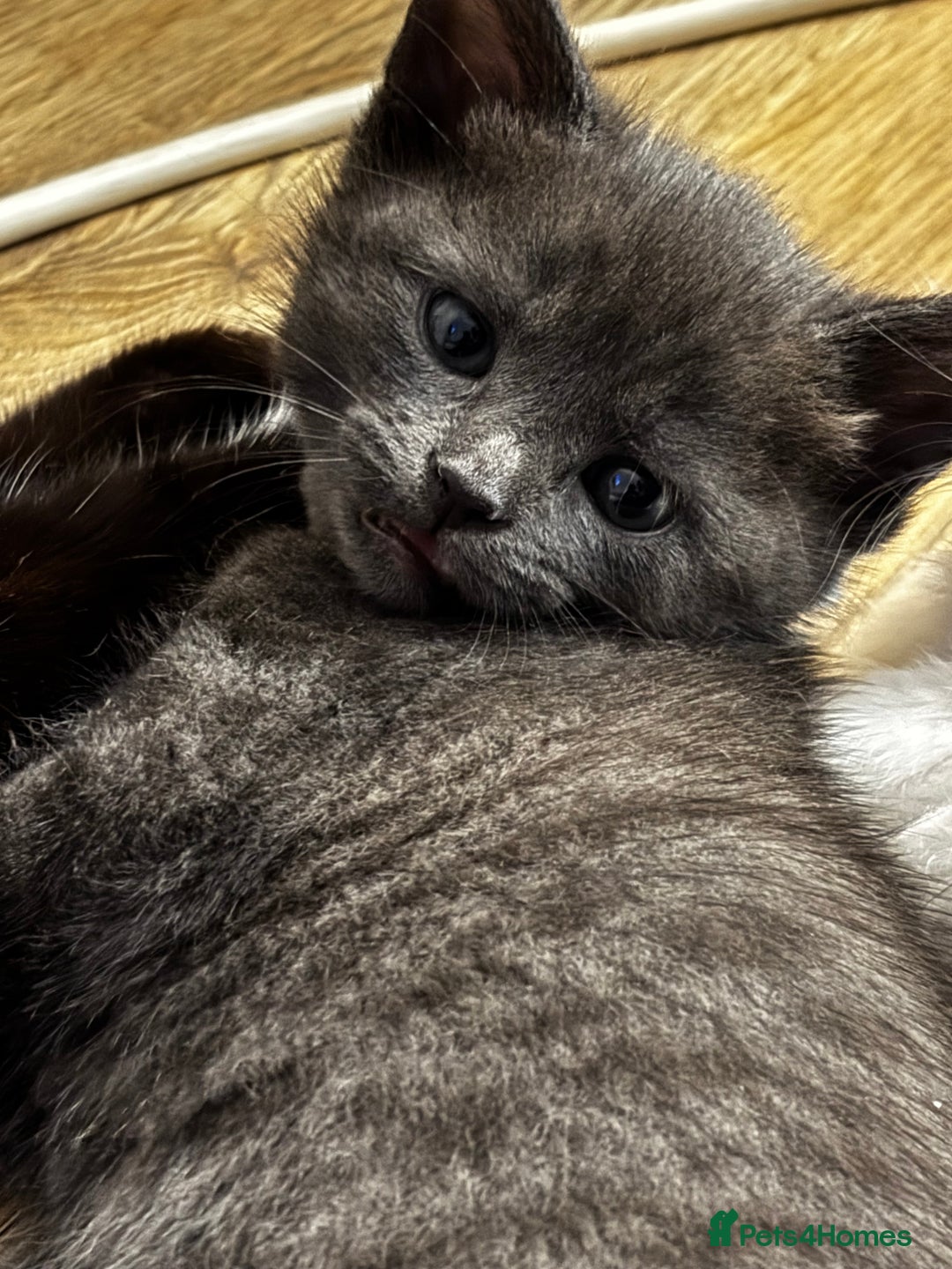 Mixed Breed cats for sale: Beautiful kittens for sale - Advert 5