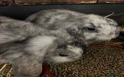 Mini Lop rabbits for sale: A Pair of Stunning Mini Lop Boys - Image 5
