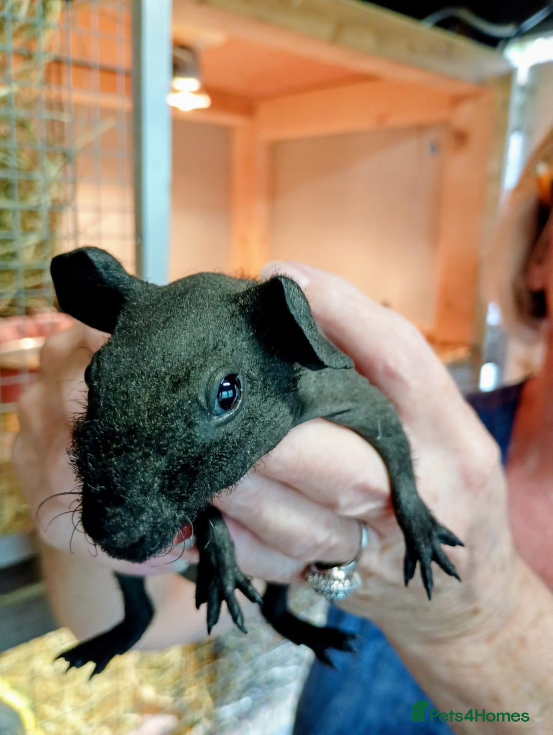Guinea Pig rodents for sale: Skinny Pig Males - Image 5