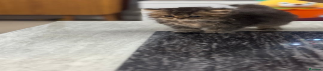 British Shorthair Kitten 1