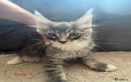 Maine Coon cats for sale: Gorgeous maine coon kittens  - Image 7