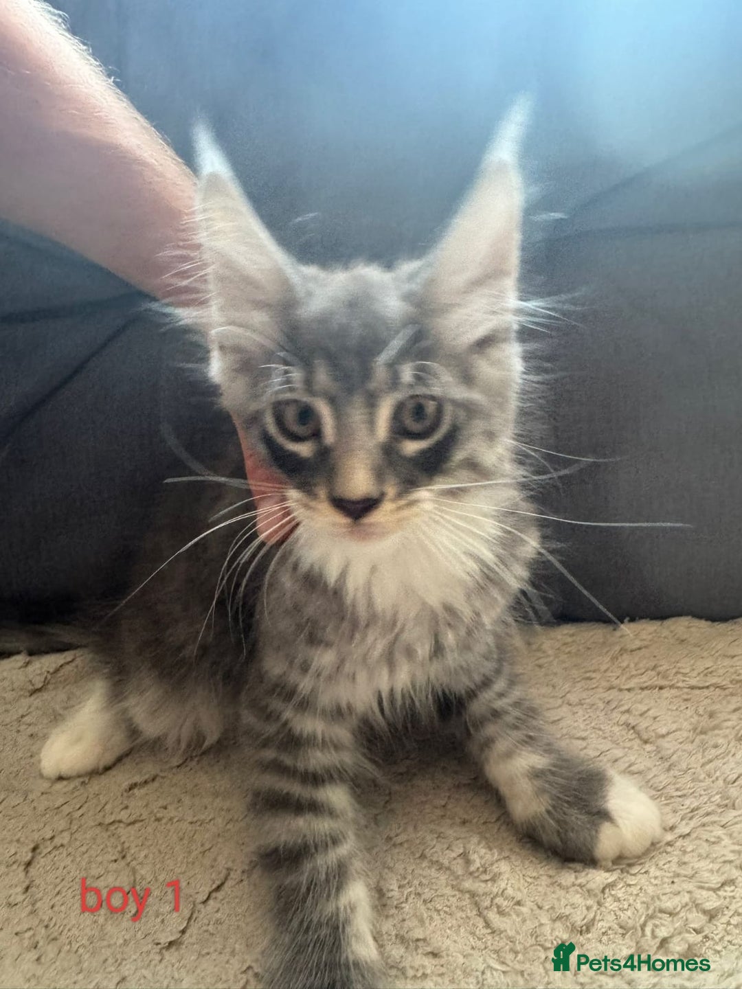 Maine Coon cats for sale: Gorgeous maine coon kittens  - Image 7