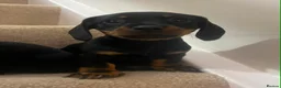 Miniature Dachshund dogs for sale: Miniature dachshund puppies  - Advert 4