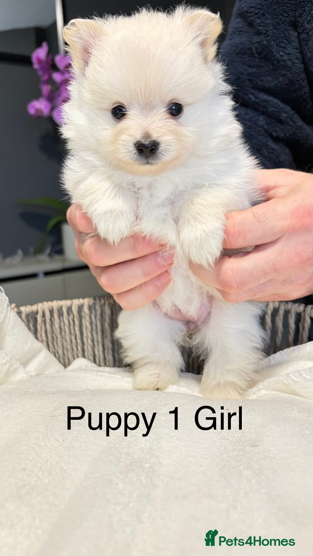 Pomeranian dogs for sale: Pomeranian Puppies 💗 - Advert 2