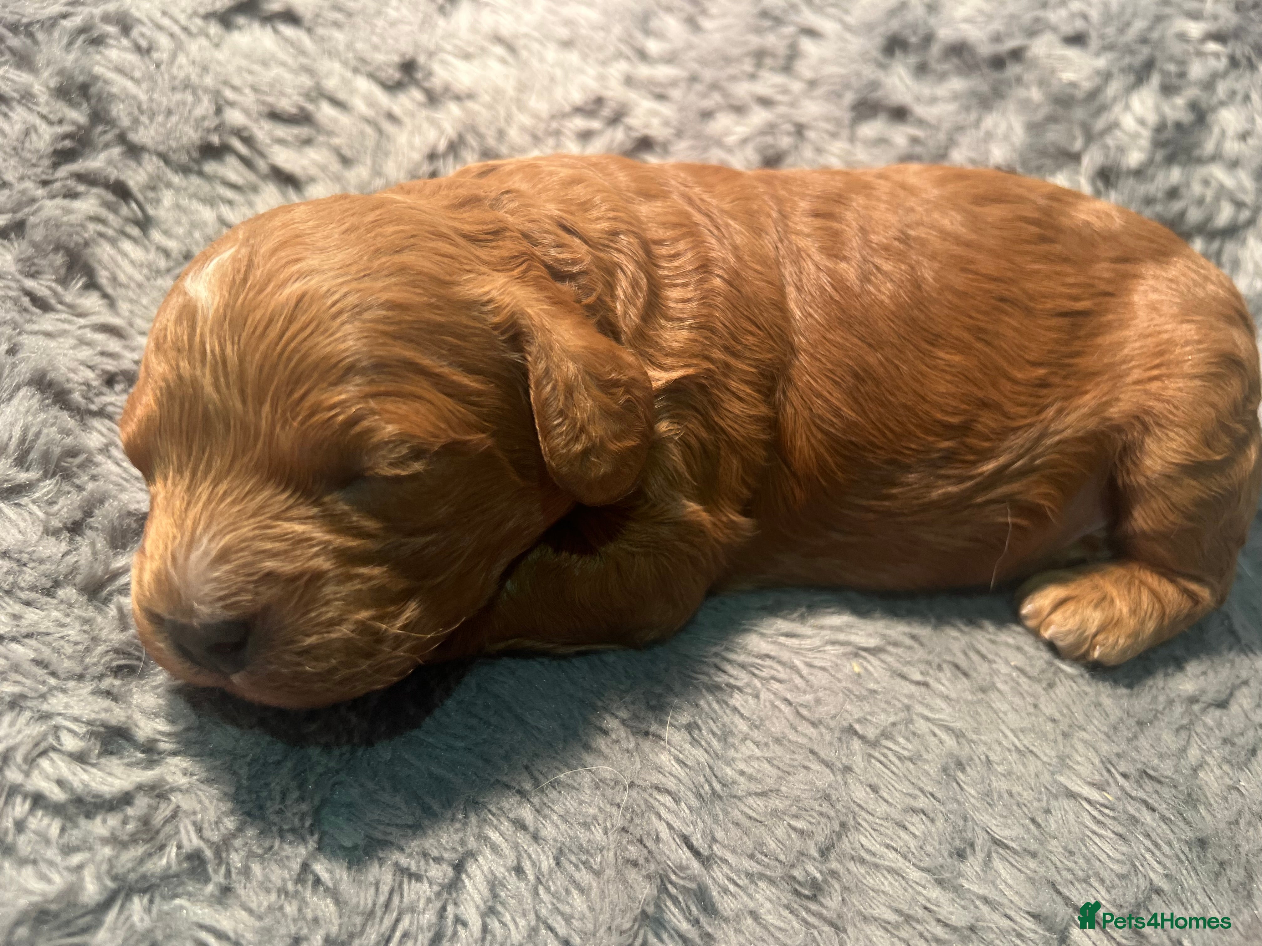 Cavapoo dogs Stunning F2 Bitch Available  - Advert 5