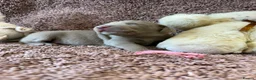 Weimaraner dogs for sale: Weimaraner Silver Grey Girl Pups - Ganult showline - Advert 15