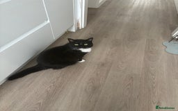 British Shorthair cats for sale: Free to good home - Image 1
