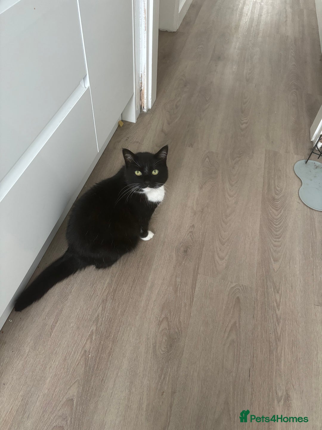 British Shorthair cats for sale: Free to good home - Image 1