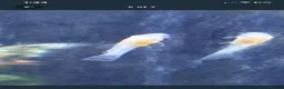 Live Bearers fish for sale: Bristlenose plecos - Advert 3