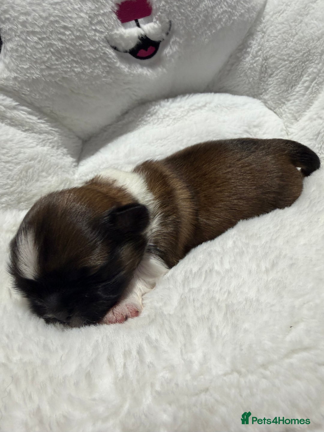 Shih Tzu dogs for sale: Shih Tzu puppy’s  - Advert 2