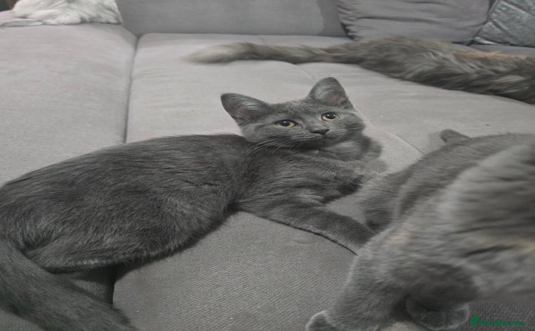 Mixed Breed cats - Advert 6