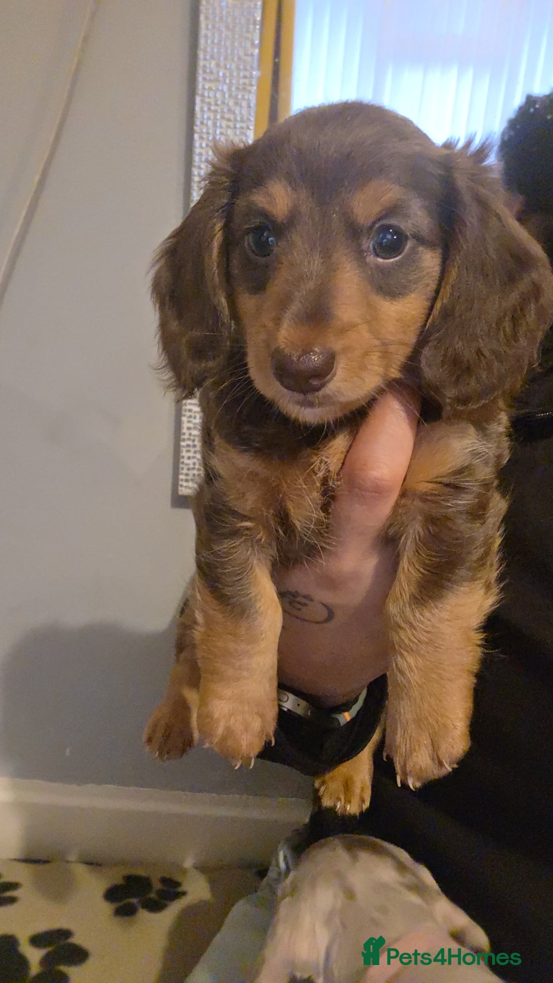 Miniature Dachshund dogs for sale: Miniature dachshund Puppies - Advert 19