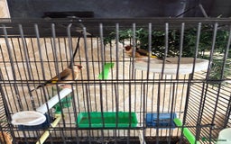 Finches birds for sale: Goldfinches for sale  - Image 3