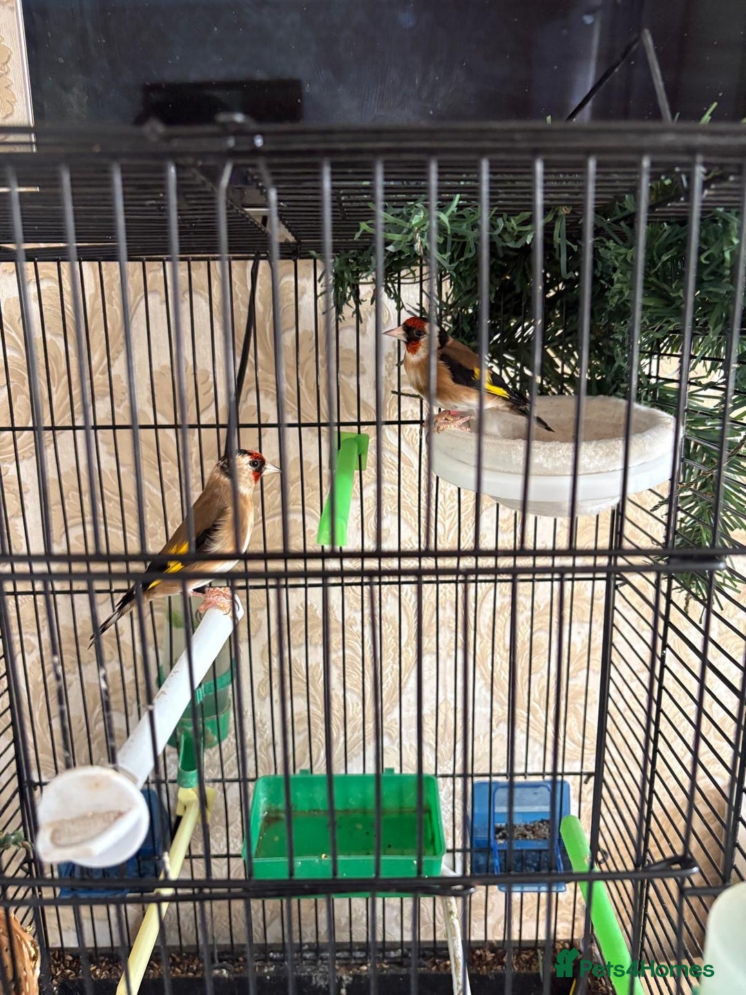 Finches birds for sale: Goldfinches for sale  - Image 3