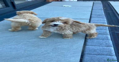 Cockapoo dogs - Advert 4