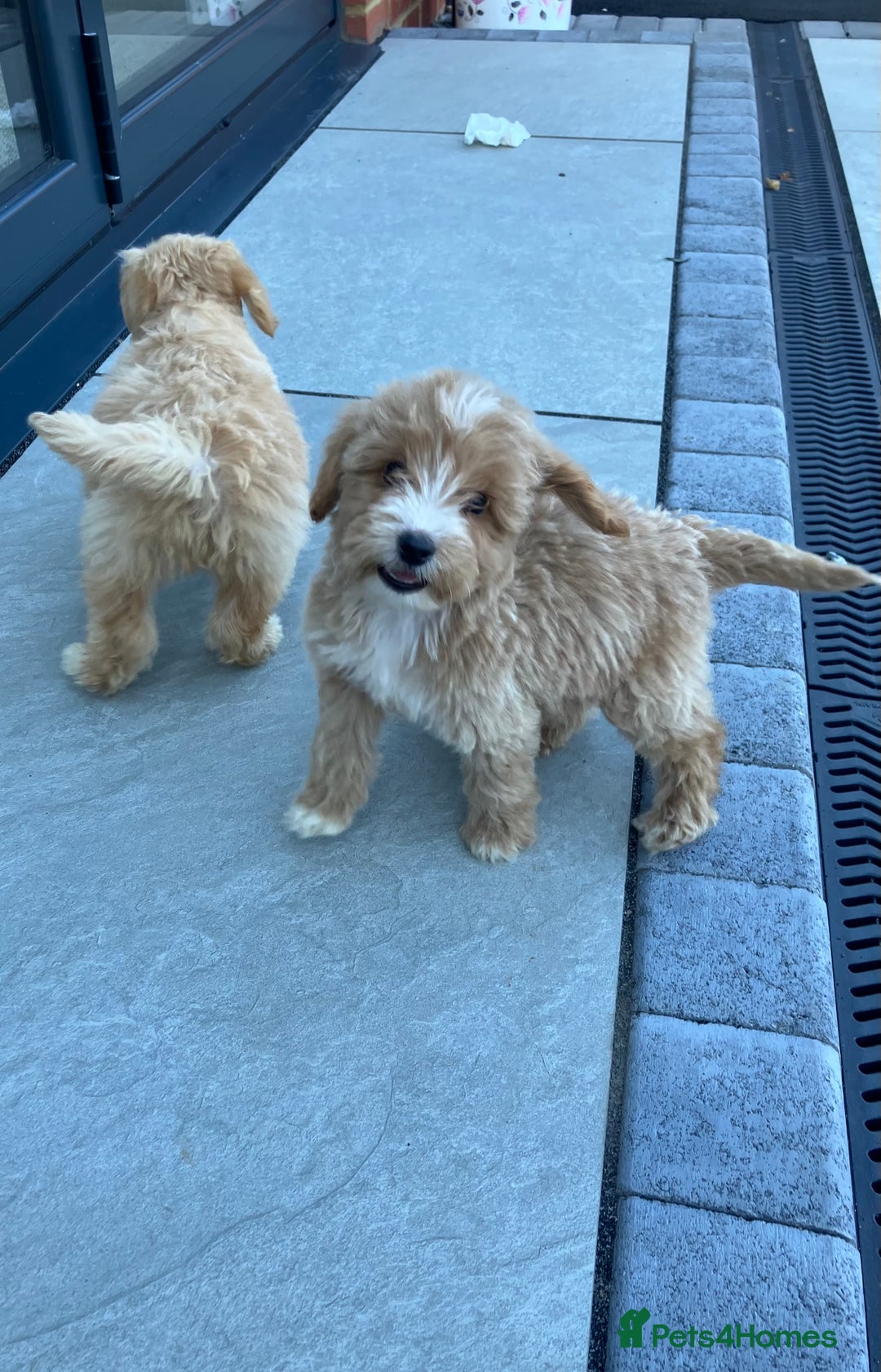 Cockapoo dogs for sale: Our baby cockapoos 🥰 - Image 2