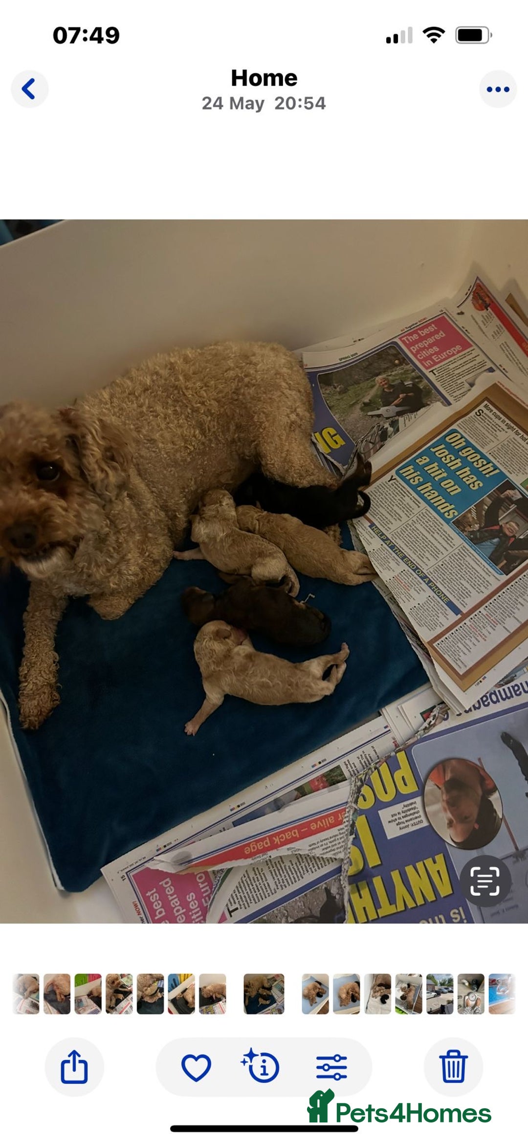 Poochon dogs for sale: Poochon male puppies  - Image 4