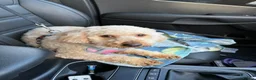 Maltipoo dogs for sale: Maltipoo puppies exceptional quality  - Advert 7