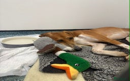 Mixed Breed dogs for adoption: Hector needs a loving home  - Advert 5