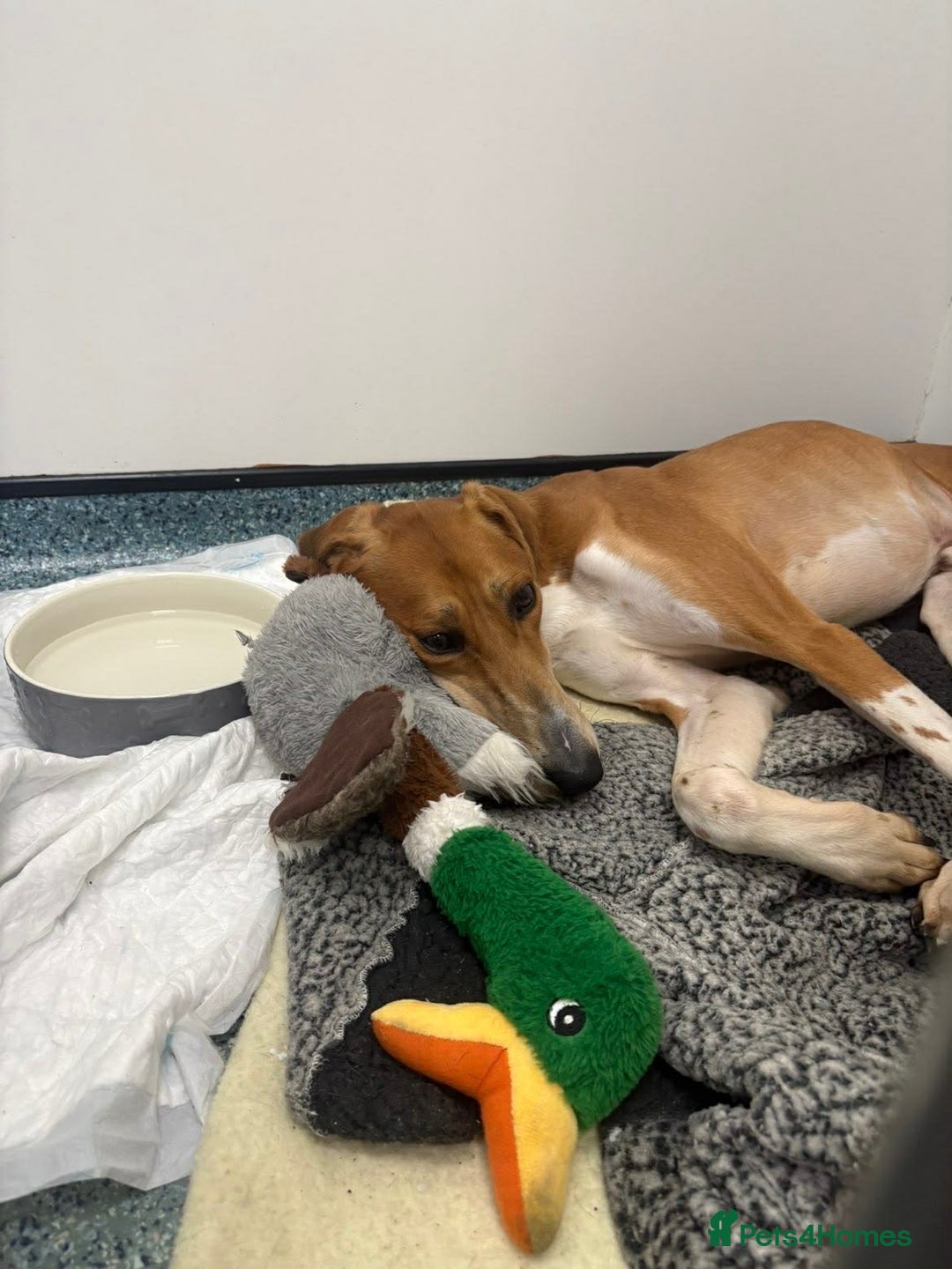 Mixed Breed dogs for adoption: Hector needs a loving home  - Advert 5