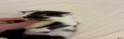 Turkish Angora cats for sale: Turkish angora mix - Advert 24