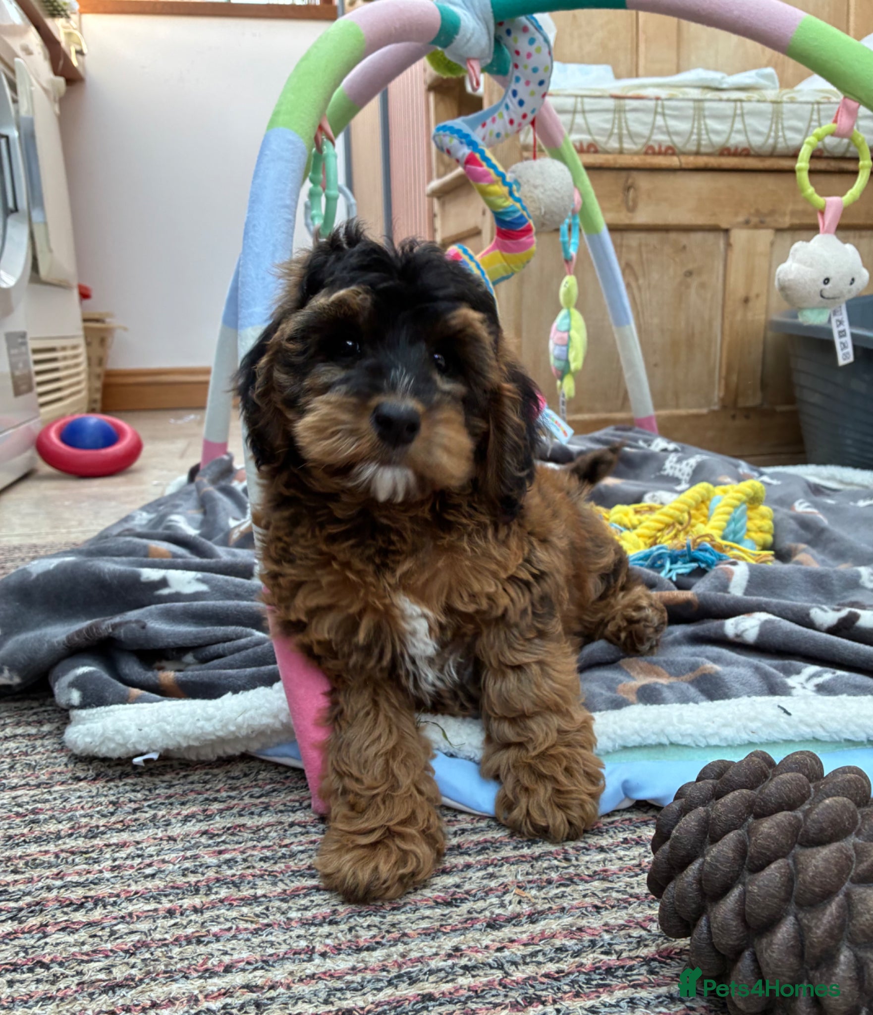 Cockapoo dogs 1 F1B GIRL AVAILABLE! - Advert 2