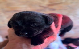 Mixed Breed dogs for sale: 4 beautiful spaniel X jack russel pups ❤️ - Image 3