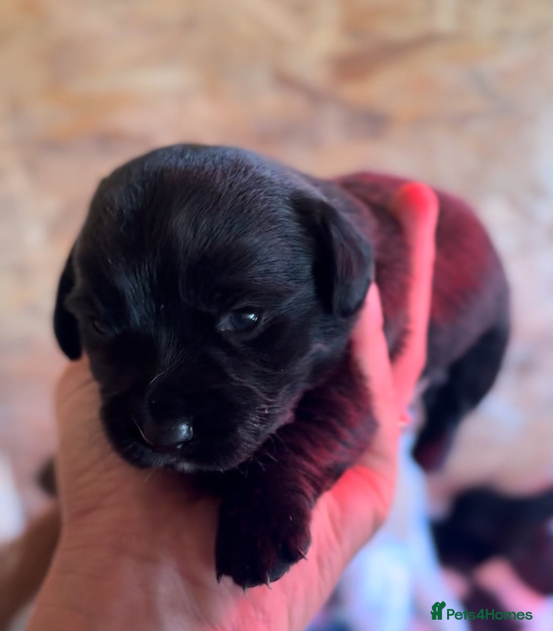 Mixed Breed dogs for sale: 4 beautiful spaniel X jack russel pups ❤️ - Image 3