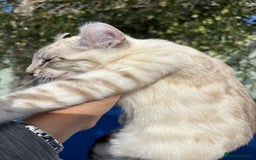 Keetso cats for sale: Breath taking polydactyl curled eared girl  - Image 12