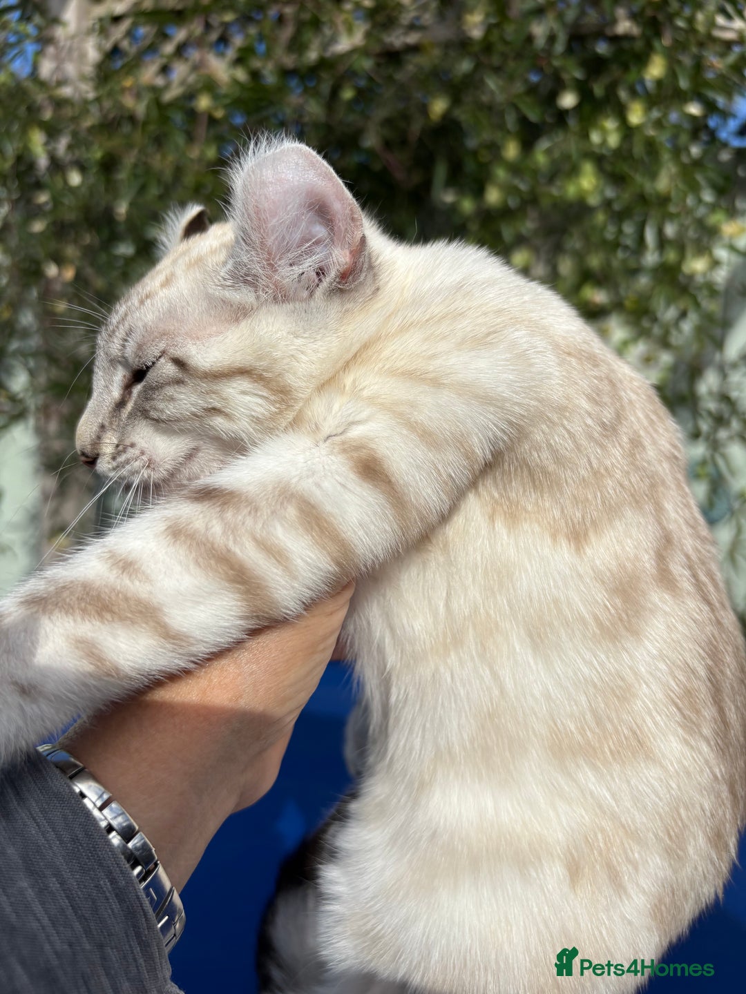 Keetso cats for sale: Breath taking polydactyl curled eared girl  - Image 12