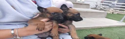 Belgian Shepherd Dog dogs for sale: Outstanding Belgium malinois puppies  - Advert 26