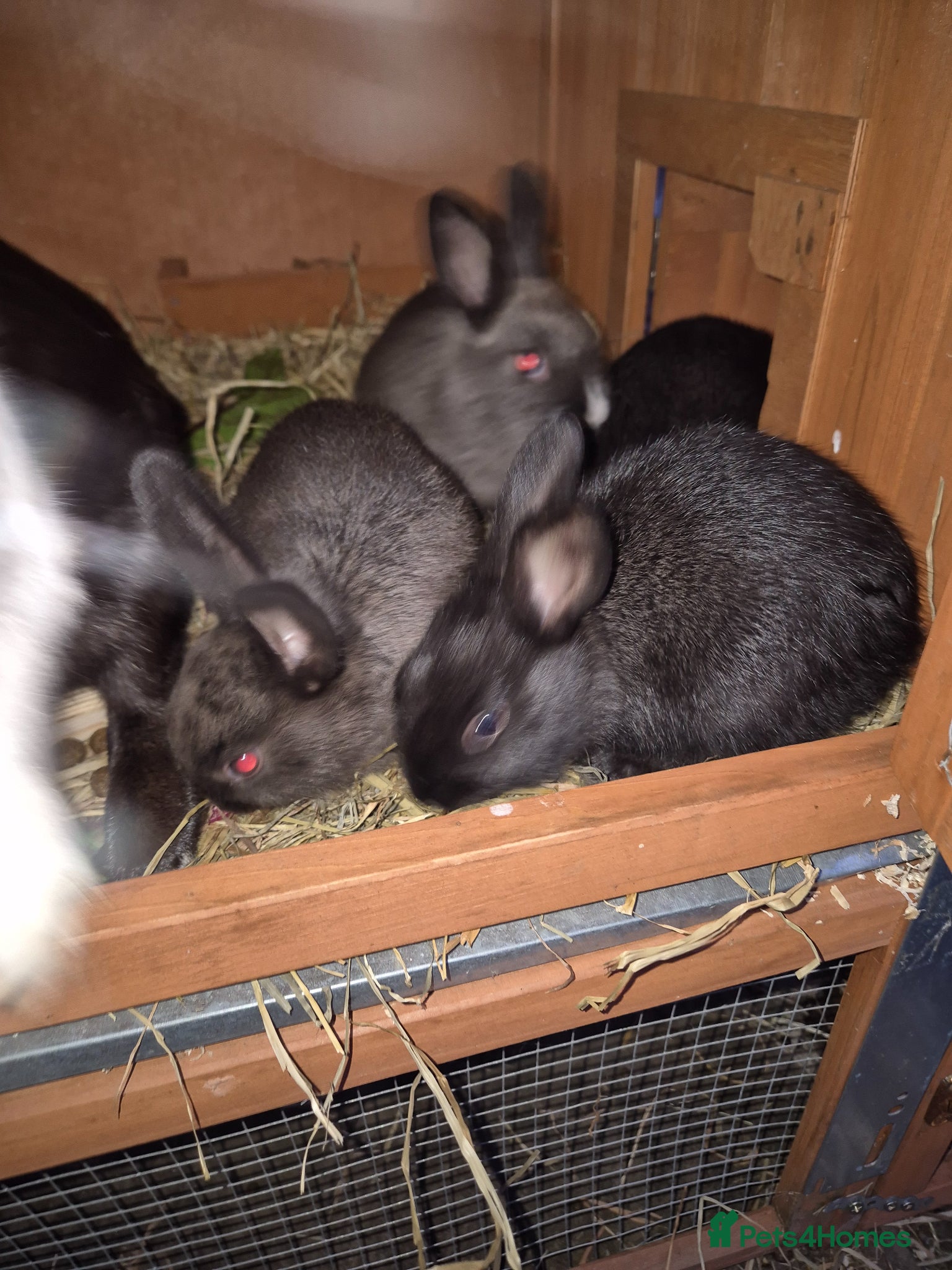 New Zealand rabbits Dutch x new zealand kits - Advert 1