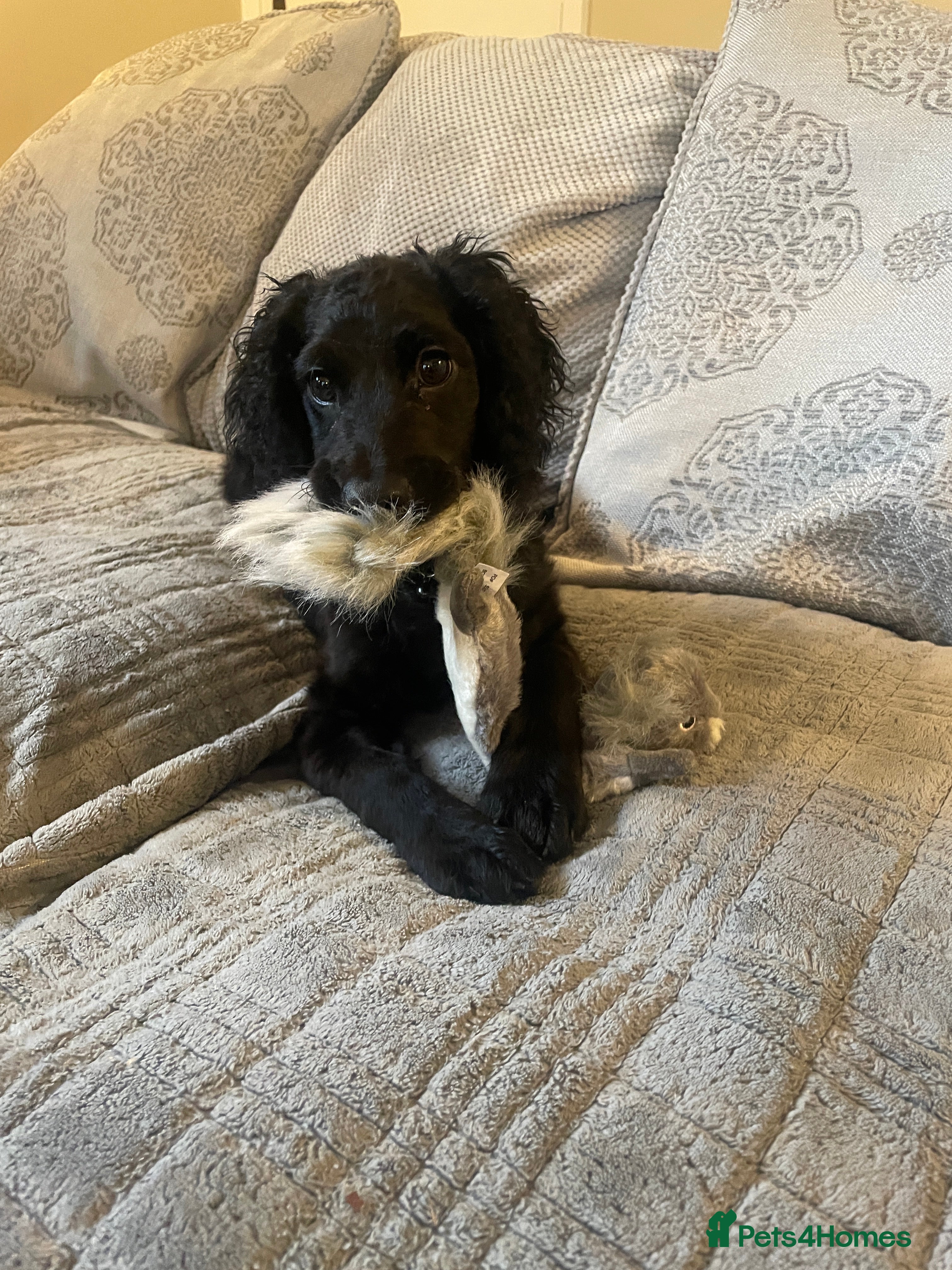 Cocker Spaniel dogs Beautiful cocker spaniel - Advert 1