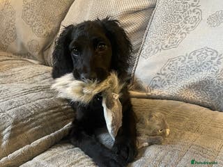 Cocker Spaniel dogs Beautiful cocker spaniel - Advert 17