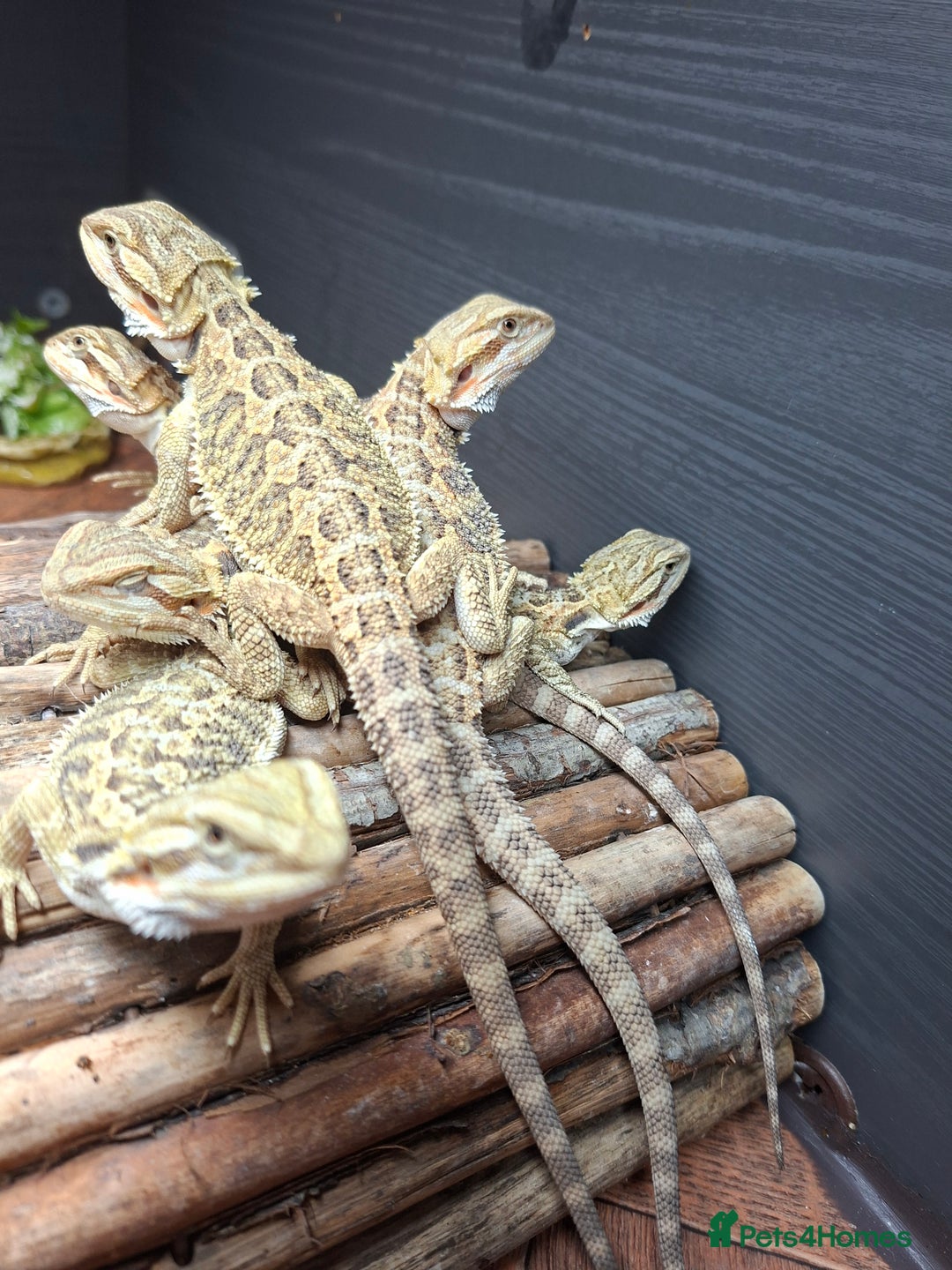 Bearded Dragon reptiles for sale: Baby bearded dragons - Image 5
