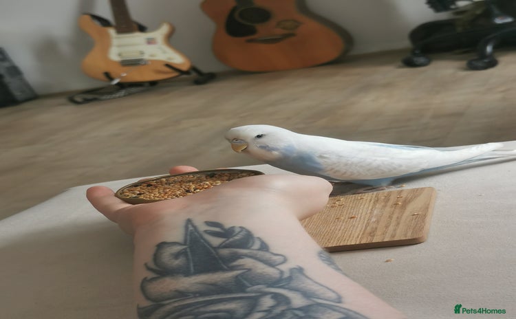 Budgerigars birds - Advert 10