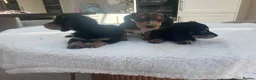 Miniature Dachshund dogs for sale: ****mini dachshunds *** in Nottingham - Advert 10
