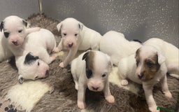 Parson Russell dogs for sale: KC Reg Champion lineage Puppys - Image 23