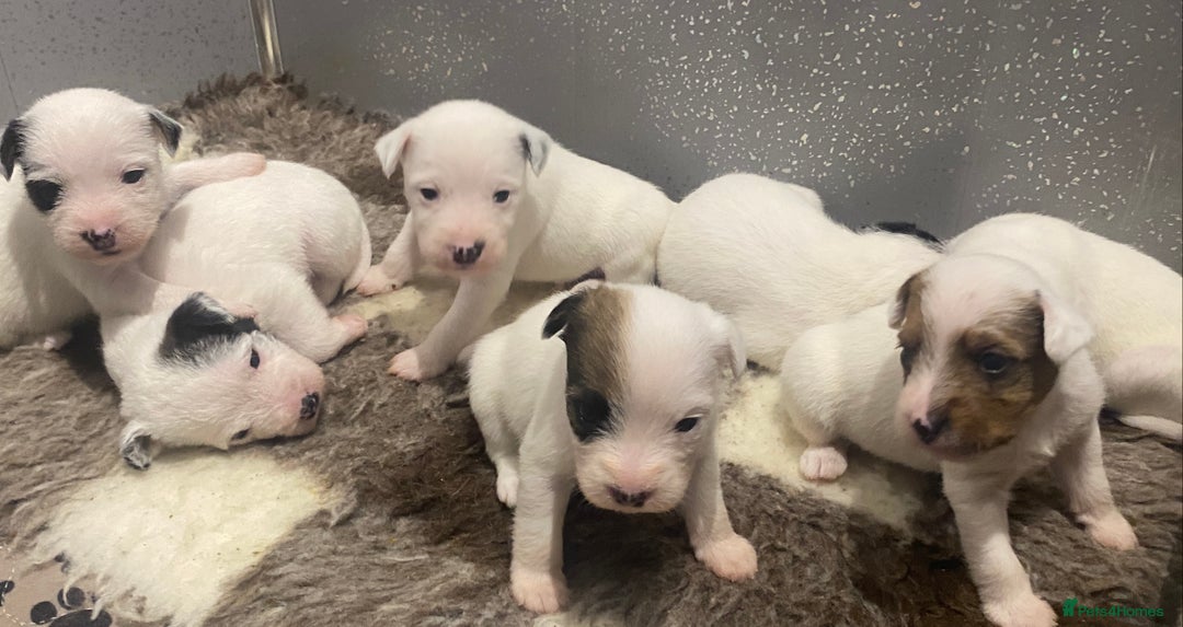 Parson Russell dogs for sale: KC Reg Champion lineage Puppys - Image 23